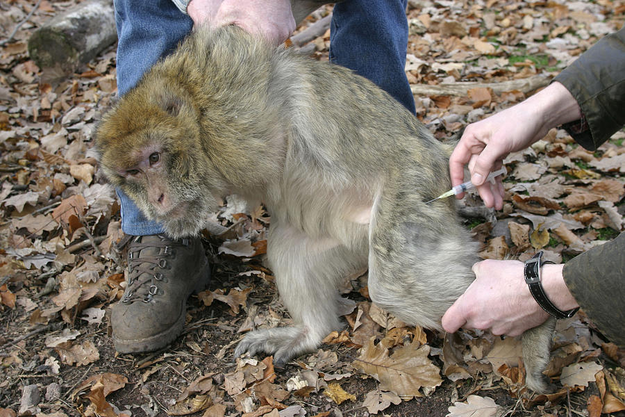 Barbary Macaque Care Photograph by M. Watson