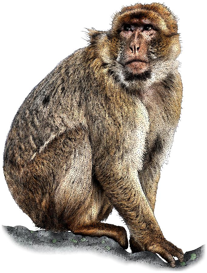 Barbary Macaque Photograph by Roger Hall