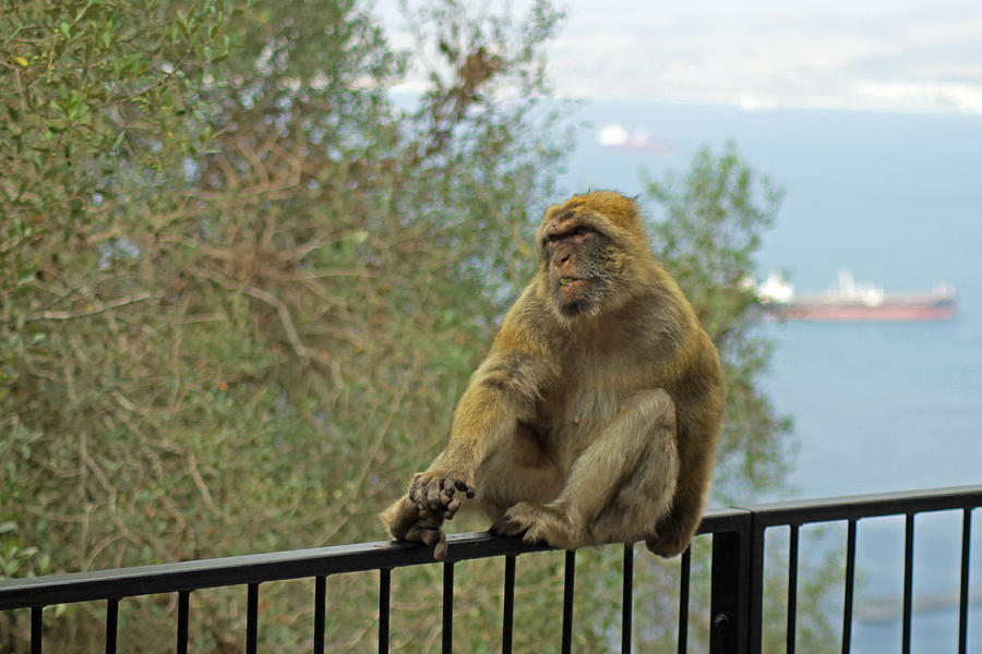 Barbary Macaque  Photograph by Tony Murtagh