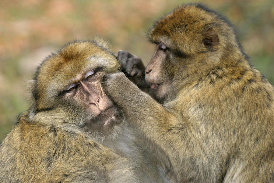 Barbary Macaques Grooming Photograph by M. Watson
