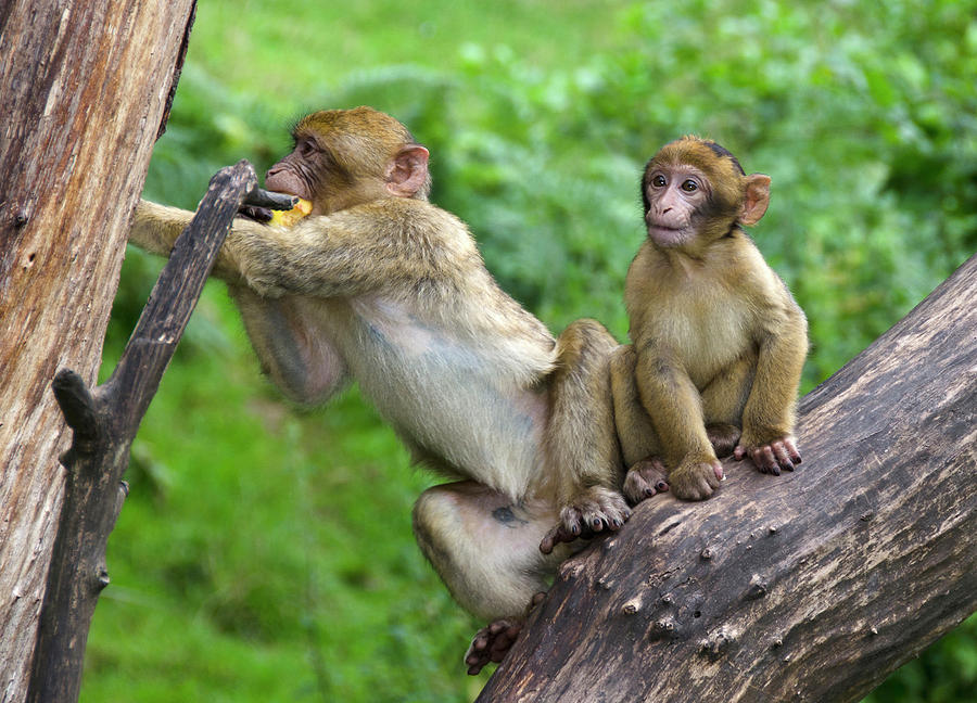 Wildlife Photograph - Barbary Macaques by Nigel Downer