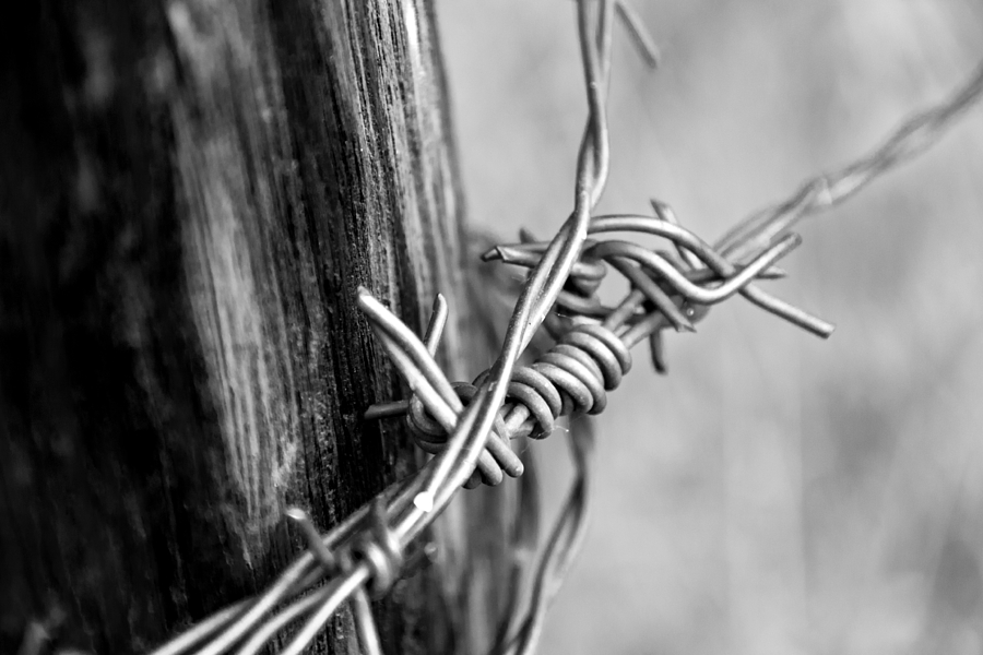 Barbed Mixed Media - Barbed BW by Angelina Tamez