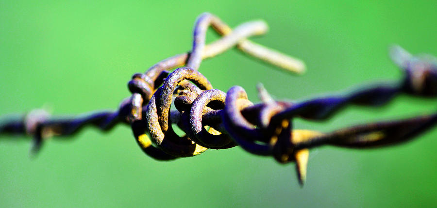 Barbed Green Photograph by Holly Blunkall