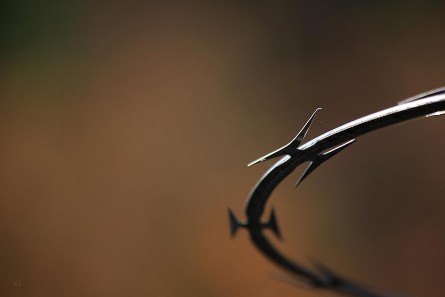 Barbed Photograph by Karol Livote