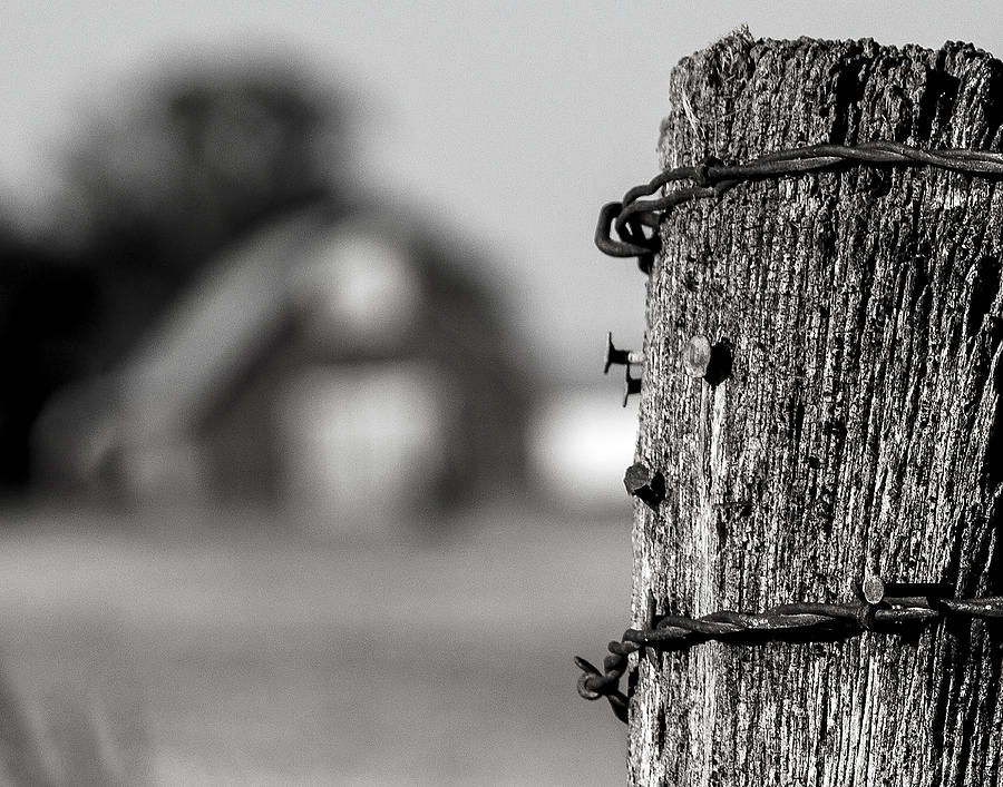 Still Life Photograph - Barbed Life by Richard Montano