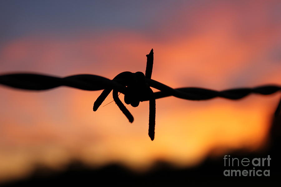 Barbed Silhouette Photograph by Vicki Spindler