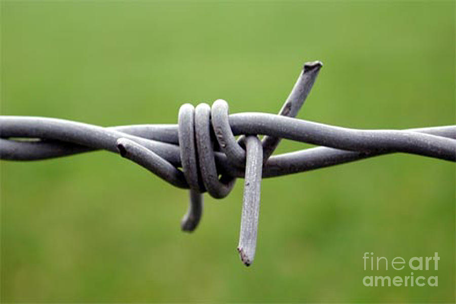 Barbed Photograph by Vix Edwards