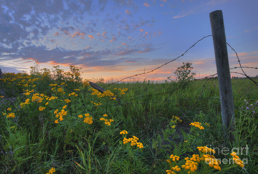 Sunset Photograph - Barbed Wire and Common Tansy by Dan Jurak