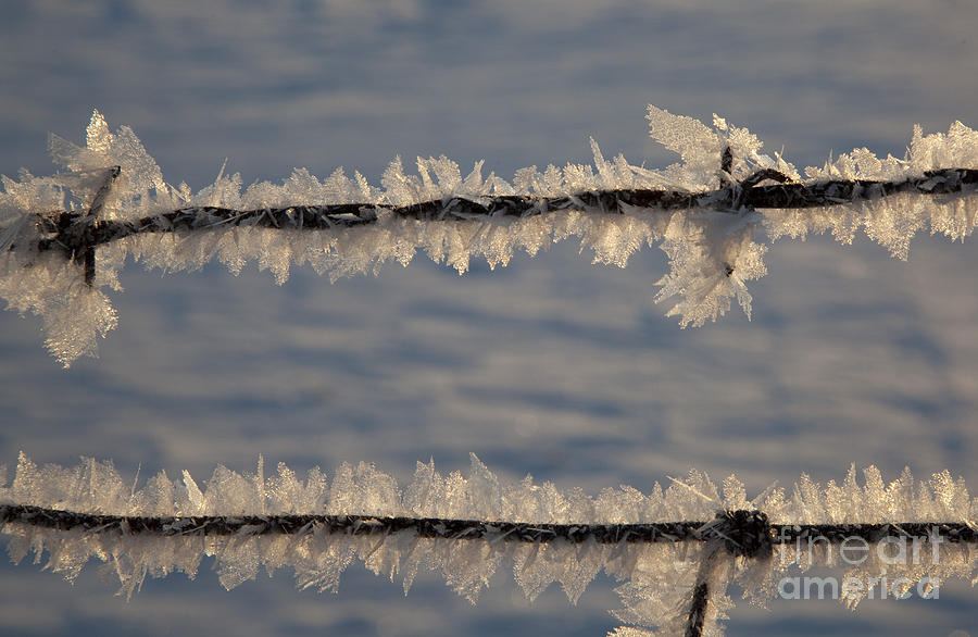 Barbed Wire and Frost Photograph by Jim West