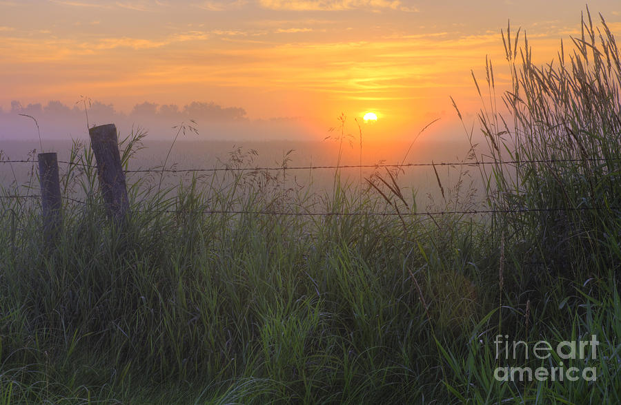 Barbed wire and Tall Grasses at Sunrise Photograph by Dan Jurak