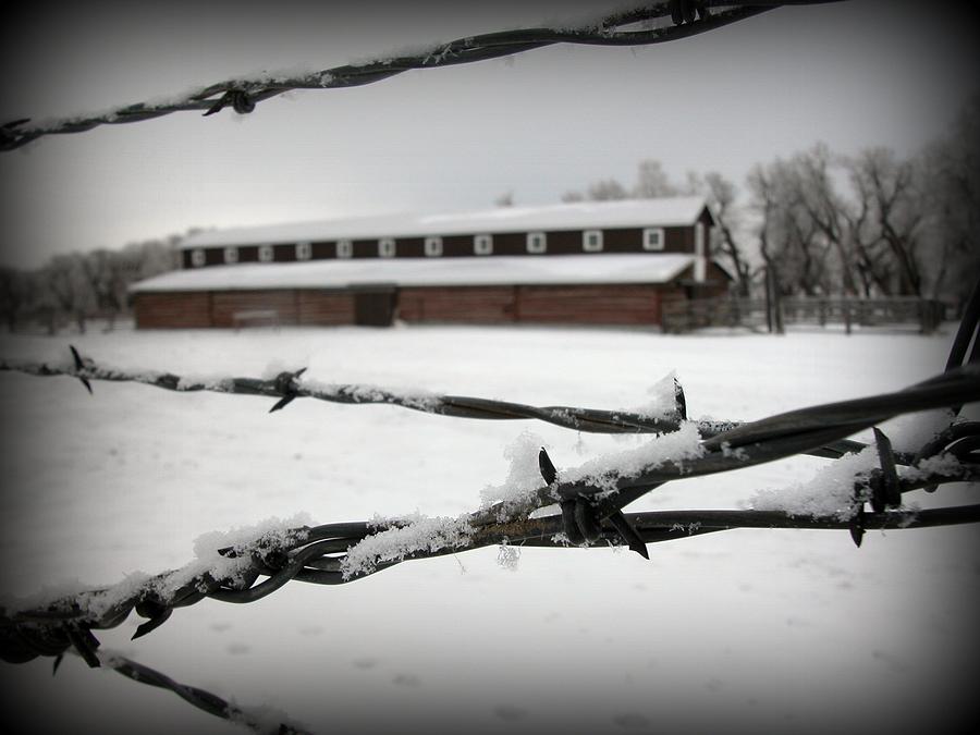 Winter Photograph - Barbed Wire Barn by Krista Carofano