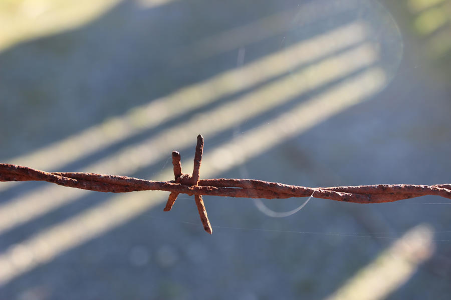 Barbed Wire 21 Photograph by Cathy Anderson