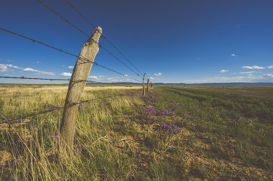 Flower Photograph - Barbed Wire Fence And Flowers by Chelsea Stockton