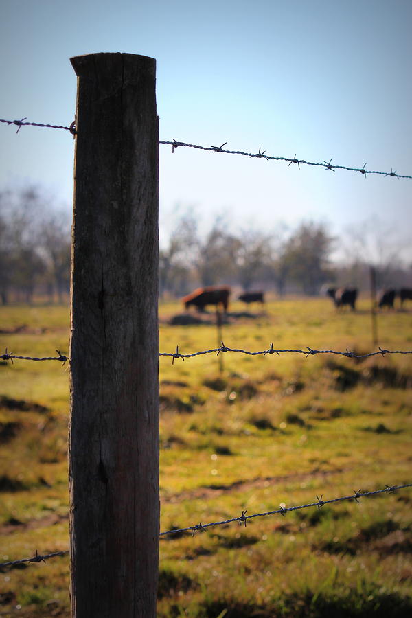 Barbed Wire Fence Photograph by Beth Vincent