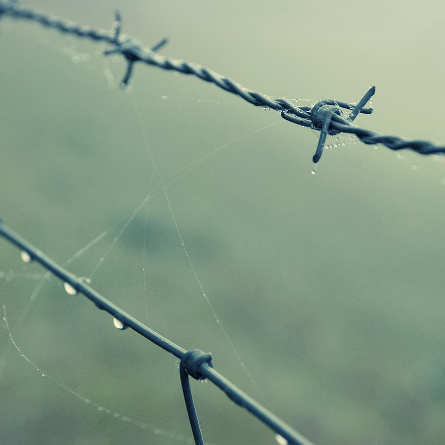 Barbed Wire Fence Photograph