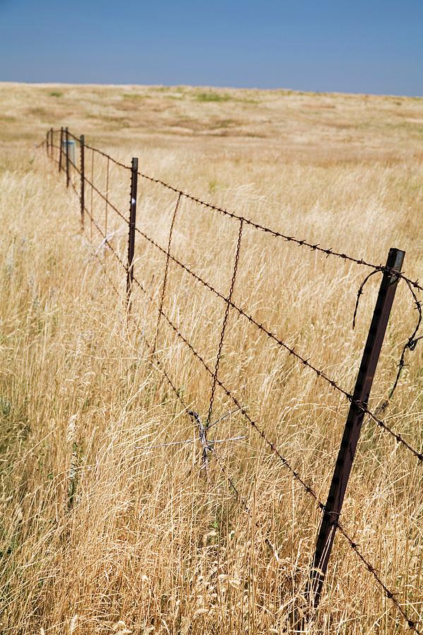 Barbed Wire Fence Photograph by Jim West
