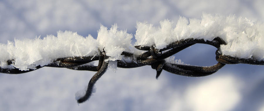 Barbed Wire Frost 2 Photograph by Richard Stedman