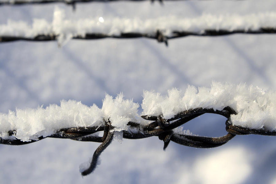 Barbed Wire Frost Photograph by Richard Stedman