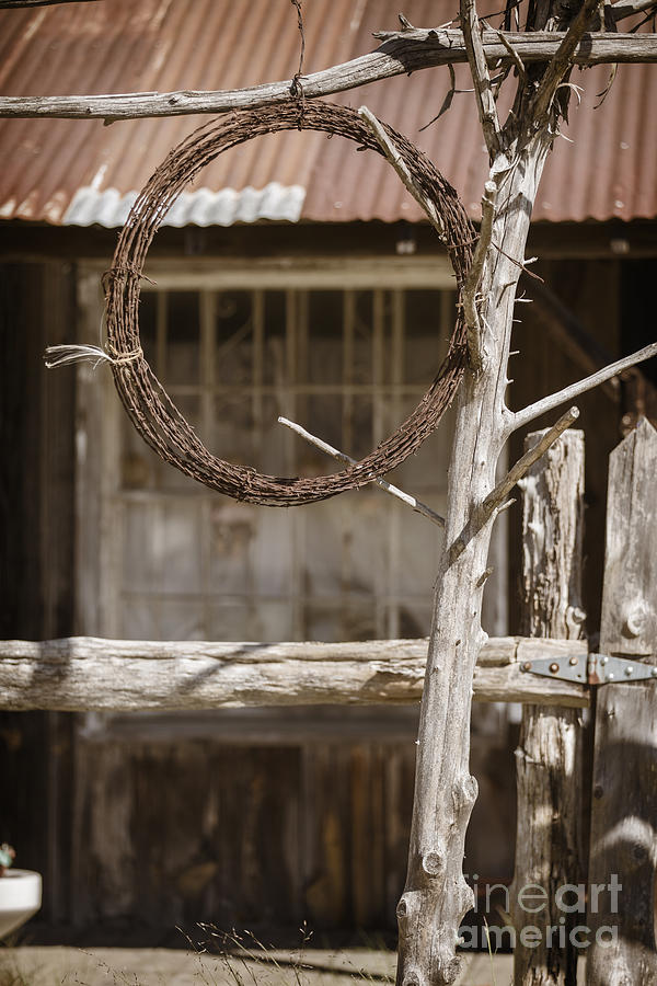 Barbed Wire Hanging by Ranch House 3006.03 Photograph by M K Miller