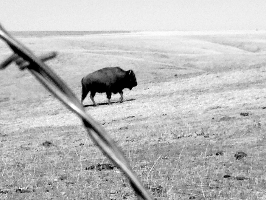 Buffalo Photograph - Barbed Wire by Jim Cortez