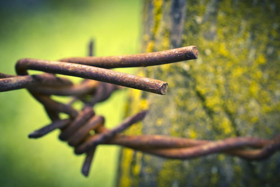 Barbed Wire Photograph by Priya Ghose
