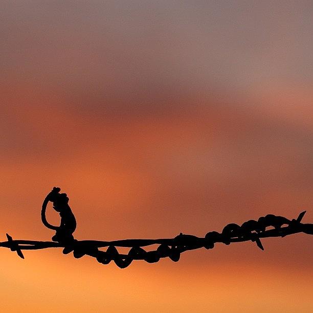 Sunset Photograph - Barbed Wire Sunset 2 by Suzanne Clark