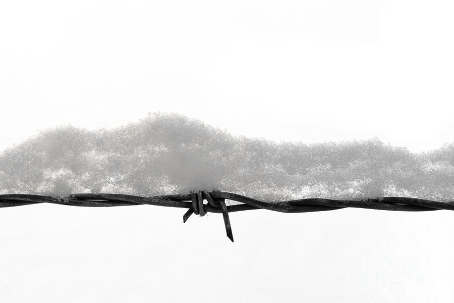 Nature Photograph - Barbed Wire with Snow on White by Stephan Pietzko