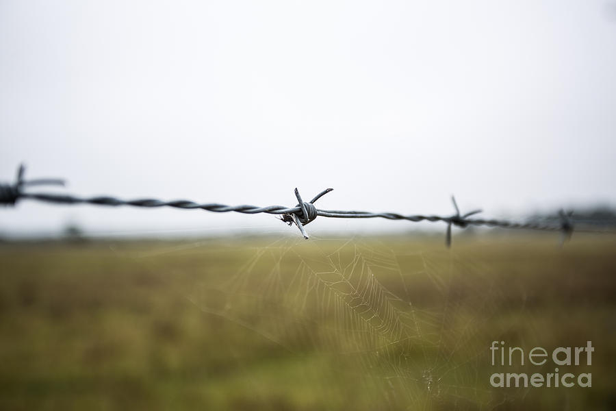 Barbed Wires Photograph by Mina Isaac