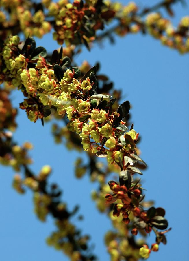 Spring Photograph - Barberry Flowers by Ian Gowland/science Photo Library
