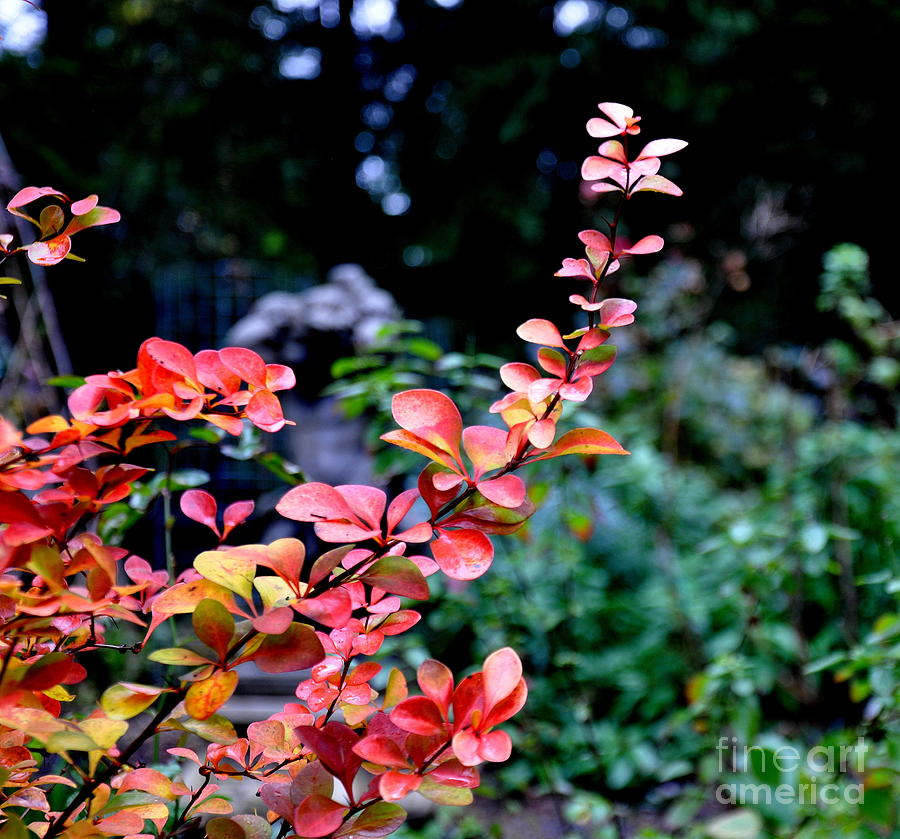 Barberry Leaves In Fall Photograph by Tatyana Searcy