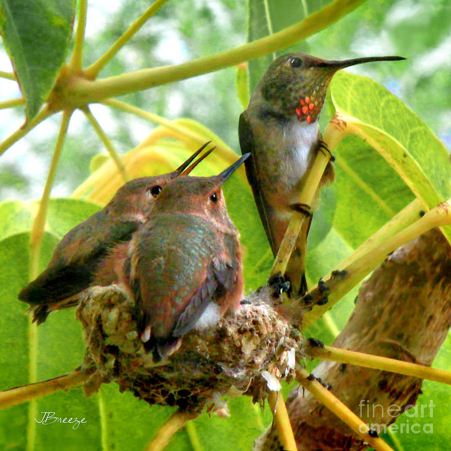 Barb's Hummingbird Family Photograph by Jennie Breeze