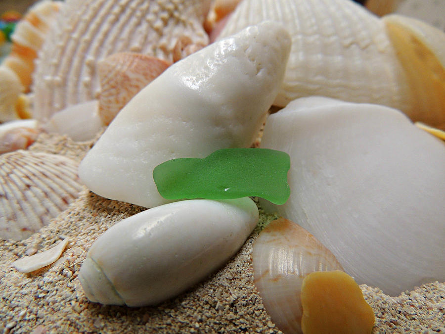 Shell Photograph - Barbuda Seashells and Beach Glass by Kimberly Perry