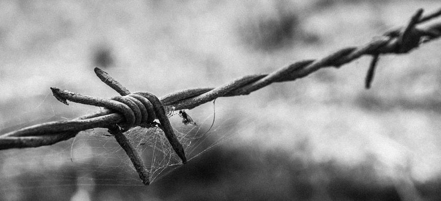 Black And White Photograph - Barbwire and Spiders Web Black and White by Kaleidoscopik Photography