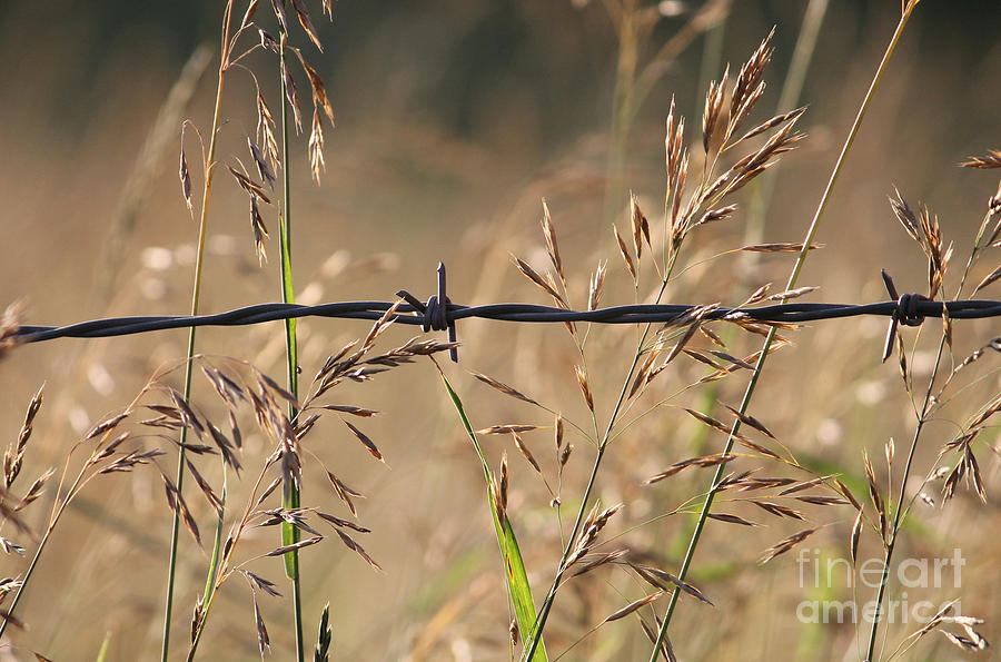 Barbwire And Summer Grass Photograph