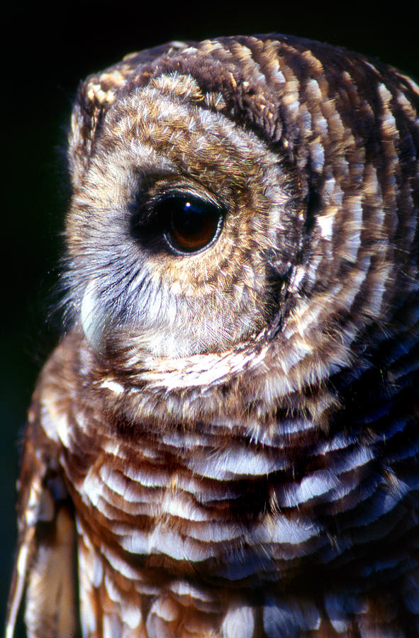 Bird Photograph - Bard Owl by Skip Willits