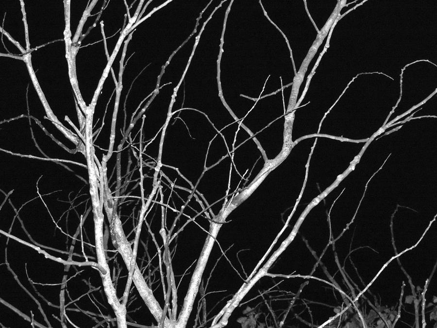Bare Branches At Night Photograph by Eric Forster