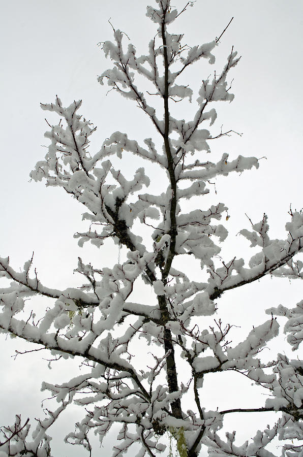 Bare Branches with Snow Photograph by Tikvahs Hope