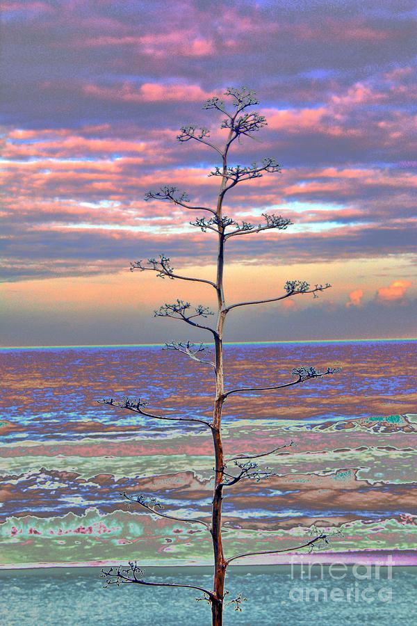 Tree Photograph - Bare Colors by Edna W