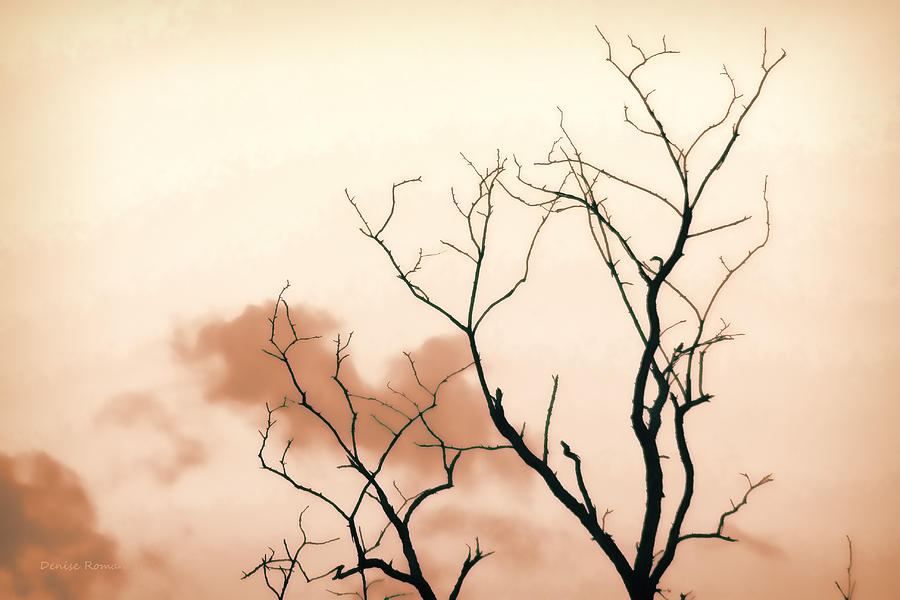 Bare Limbs Photograph by Denise Romano