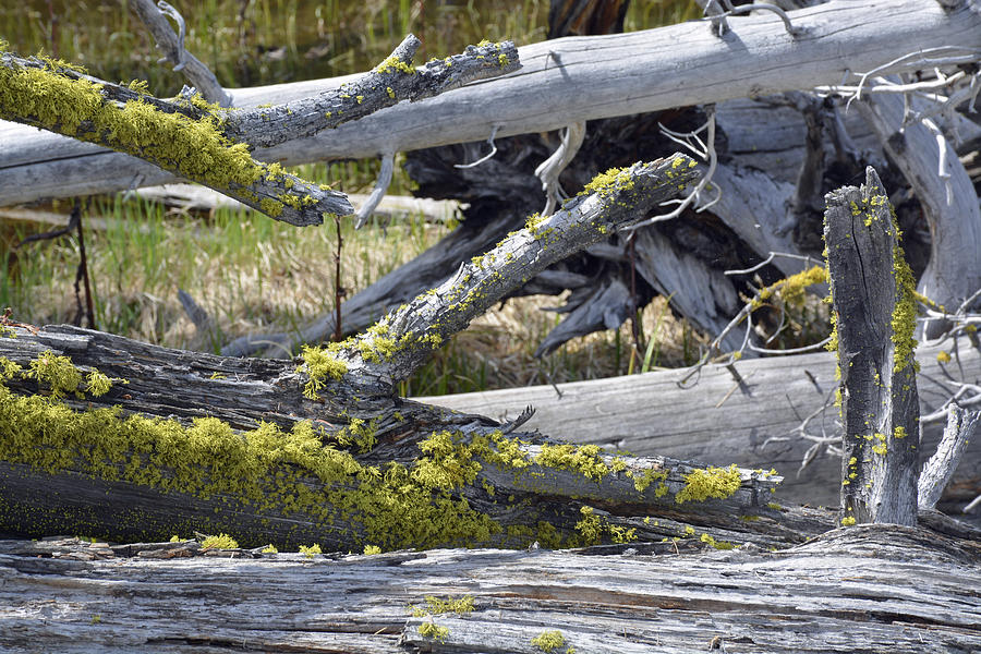 Bare Logs and Lichen in Yellowstone Photograph by Bruce Gourley