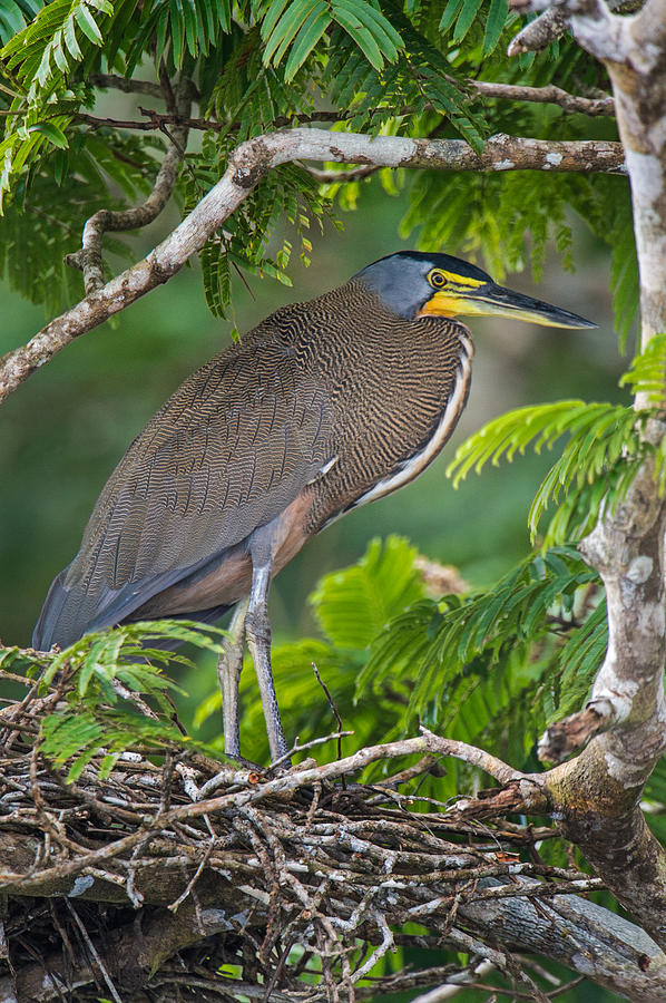 Nature Photograph - Bare-throated Tiger Heron Tigrisoma by Panoramic Images