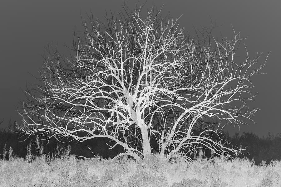 Tree Photograph - Bare Tree by Diego Re