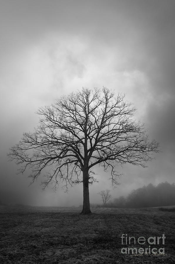 Bare Tree And Clouds BW Photograph by David Gordon
