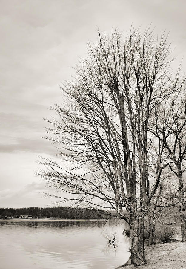 Bare Tree at Waters Edge in B/W Photograph by Greg Jackson
