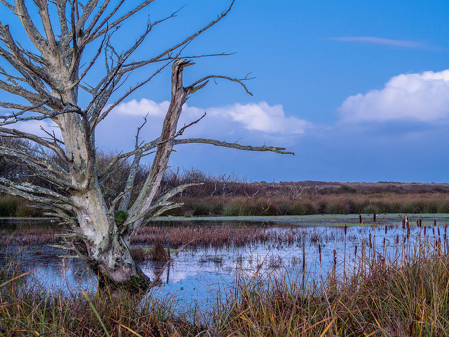 Bare Tree in Marsh Photograph by Greg Nyquist