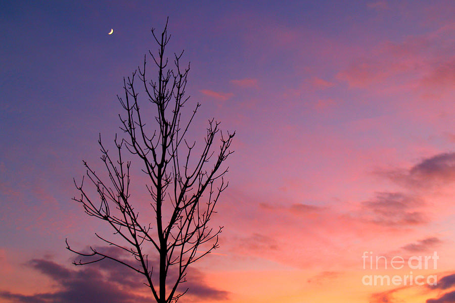 Bare Tree in Sunset with Crescent Moon Photograph by Anna Lisa Yoder