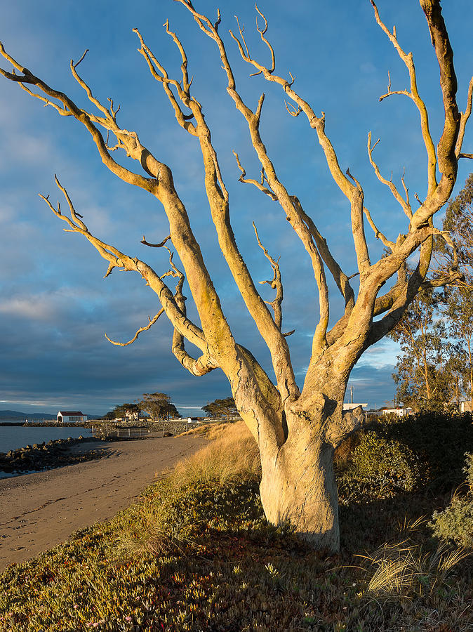 Tree Photograph - Bare Tree on the Spit by Greg Nyquist