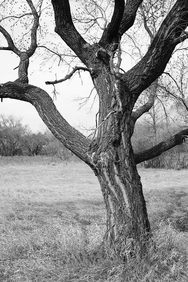 Bare Tree Trunk Photograph by Donald Erickson - Fine Art America