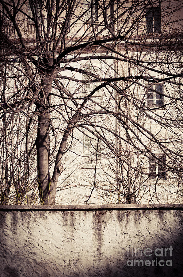 Bare tree with wall and house Photograph by Silvia Ganora