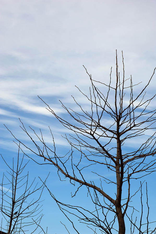 Bare Trees Against A Partly Cloudy Photograph by David Mcglynn